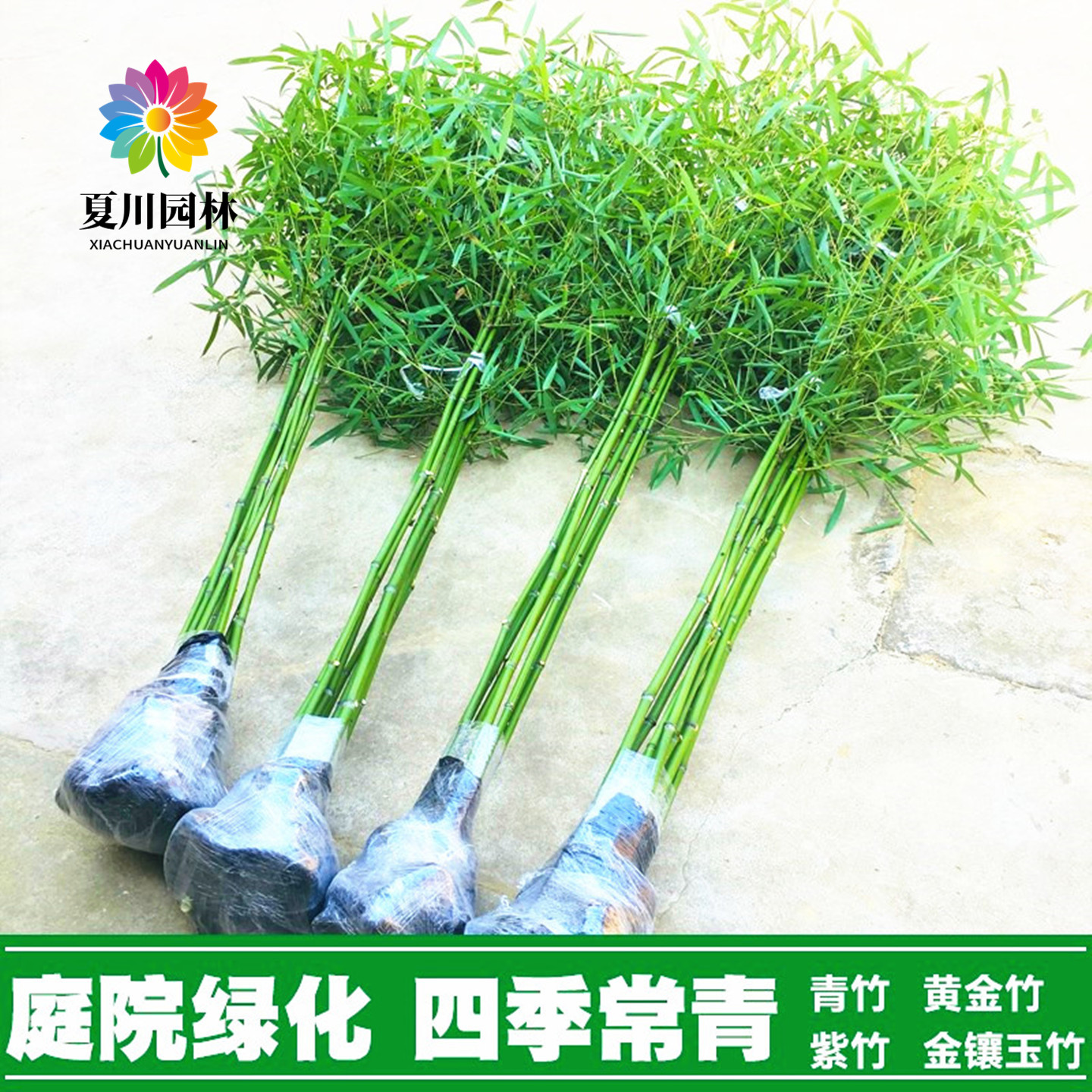 庭院四季常青竹子苗盆栽造景紫竹
