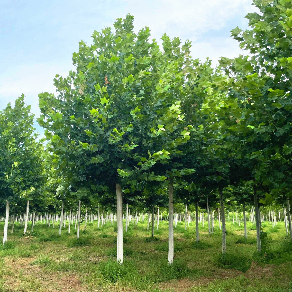 法国梧桐树树苗庭院风景树行道树园林绿化苗木南方种植青桐法桐