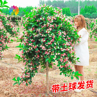 五彩锦带花树苗盆栽锦带小苗庭院大型耐寒风景树高杆五彩锦带树苗