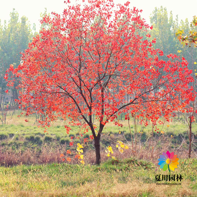 别墅绿化彩色遮阳风景树乌桕树苗