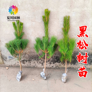 黑松树苗松树小苗庭院行道大型耐寒四季常青绿化造型风景白皮松树