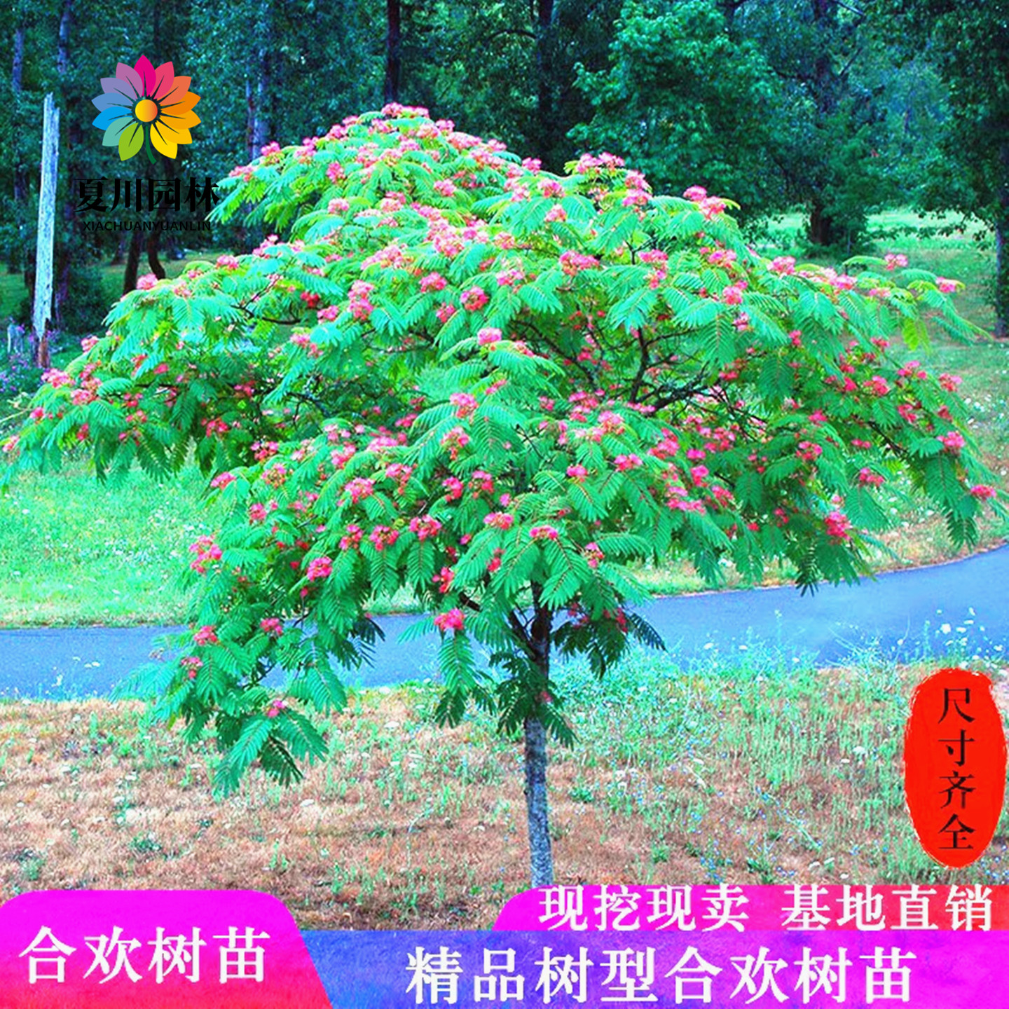 合欢花树苗别墅庭院开花大风景树