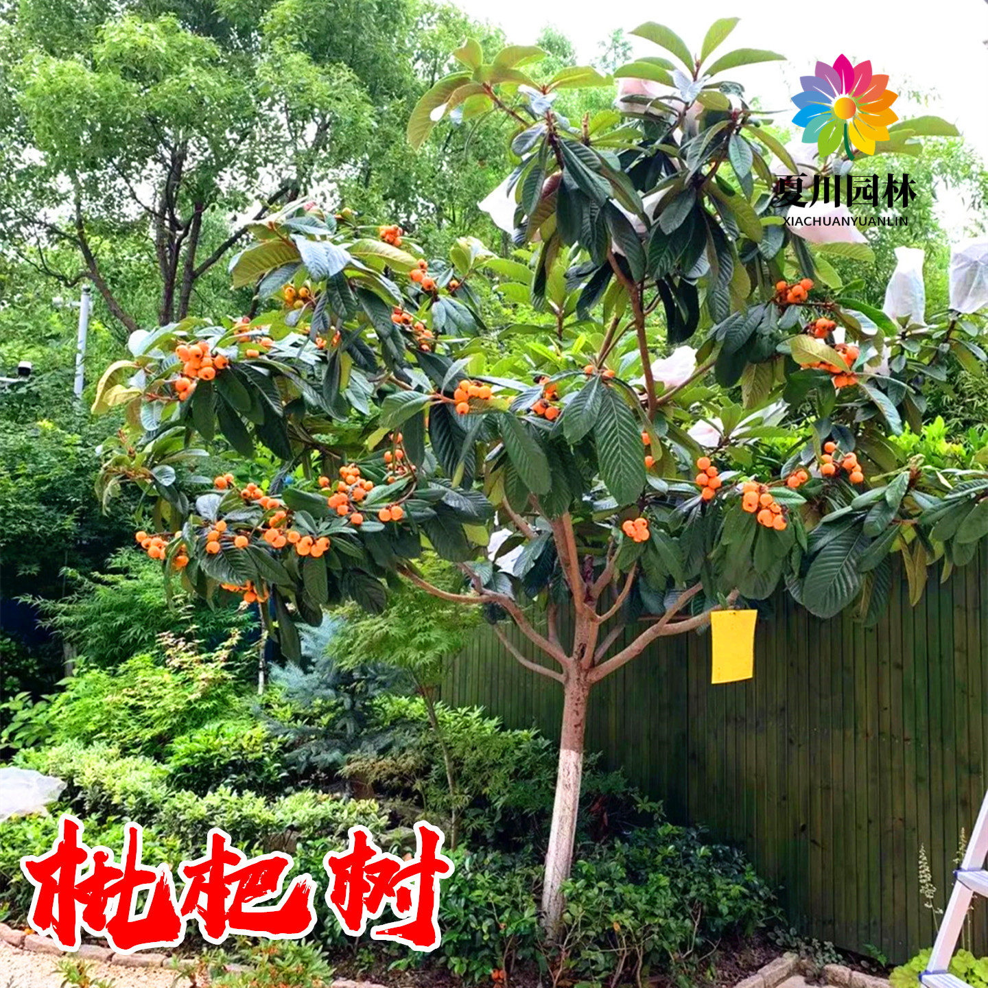庭院绿化批把树苗造型树当年结果