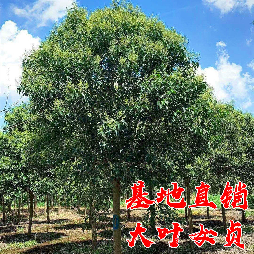 高杆大叶女贞树苗庭院耐寒四季常青风景树园林绿化工程苗木女贞树