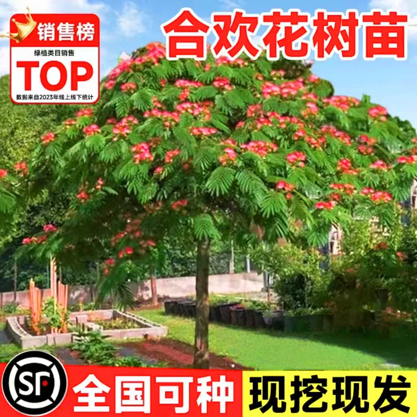 合欢花树苗别墅庭院开花大风景树