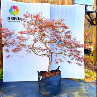 原生羽毛枫树苗日本垂枝红羽毛枫盆栽红枫别墅绿化耐寒彩叶风景树