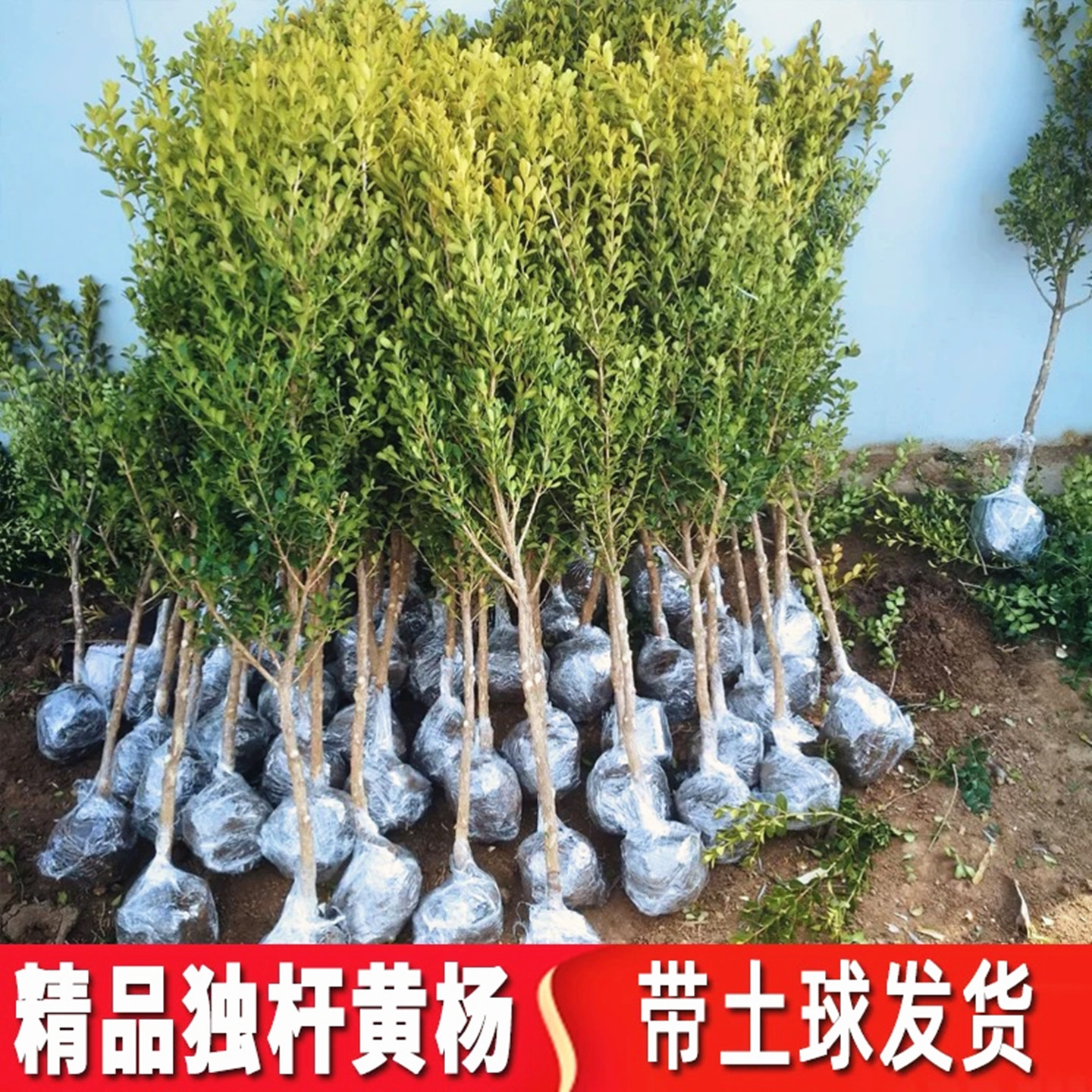 高杆黄杨树苗四季常青造型黄杨球