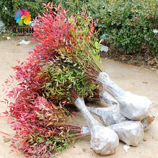 南天竹苗红天竺火焰树苗庭院绿化观叶四季常青耐寒植物工程色块苗