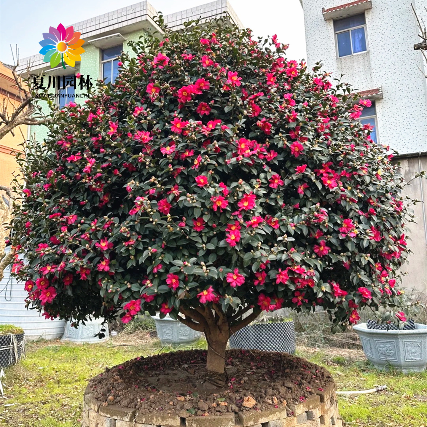 别墅茶梅树苗四季常青当年开花树