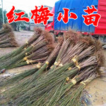 梅花树苗原生红梅小苗盆栽绿梅花嫁接骨里红庭院耐寒风景树榆叶梅