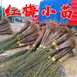 梅花树苗原生红梅小苗盆栽绿梅花嫁接骨里红庭院耐寒风景树榆叶梅