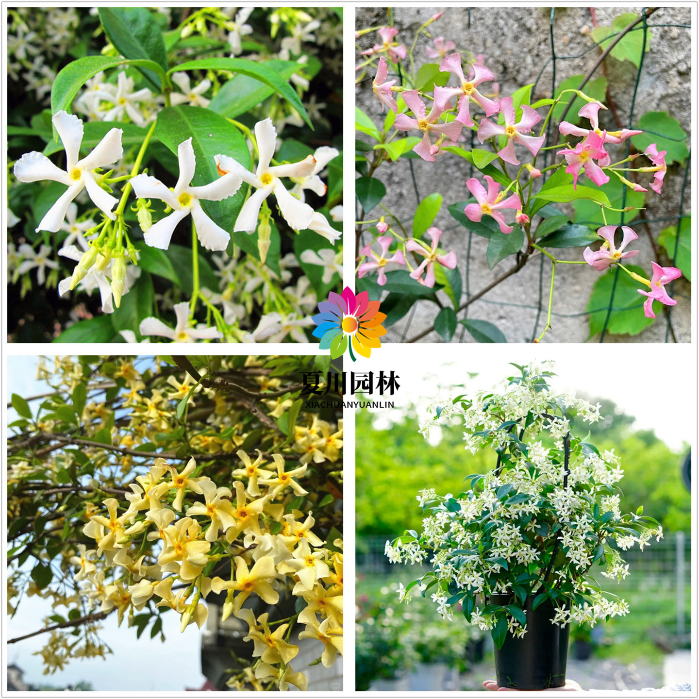 庭院绿化芳香攀援花卉风车茉莉花