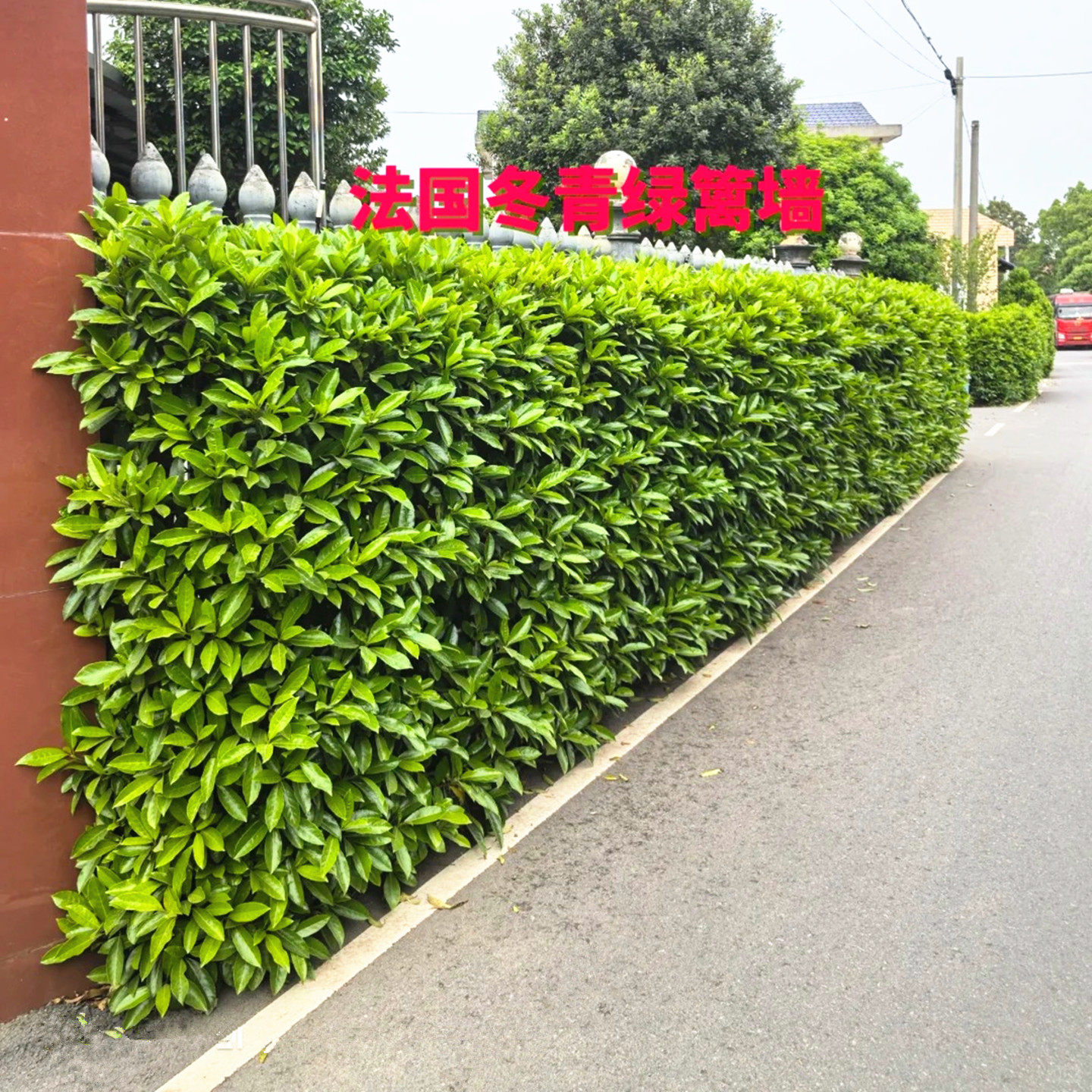 法国冬青树苗别墅庭院耐寒四季常青绿化篱笆墙风景植物北海道黄杨
