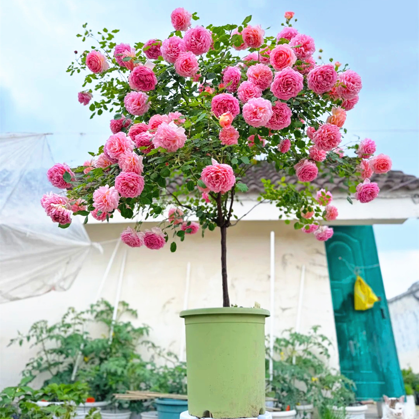 别墅耐寒风景树树状月季当年开花