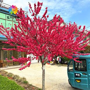 紫叶碧桃花树苗别墅庭院耐寒大型风景树彩叶景观树红叶碧桃树花卉