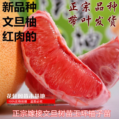 正宗嫁接文旦树苗玉环柚子苗可盆栽地载纯品种玉环文旦柚果树苗