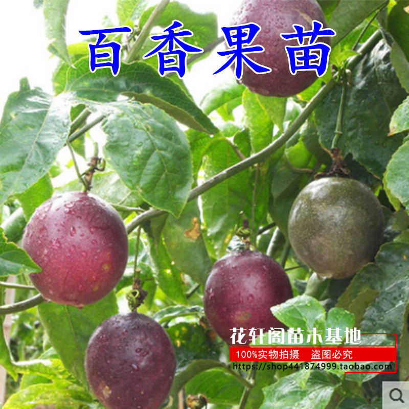 包邮黄金百香果苗盆栽果树嫁接苗紫香一号台农满天星南方四季可种