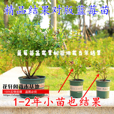 蓝莓苗盆栽果树苗地栽当年结果四季室内可食用南北方种植蓝莓树苗