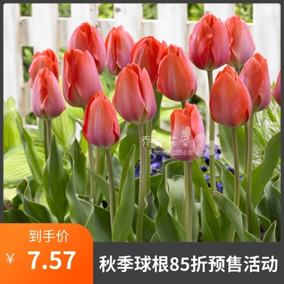 乔乔花屋 进口郁金香种球单瓣品种3粒装5度球 11月下旬发货