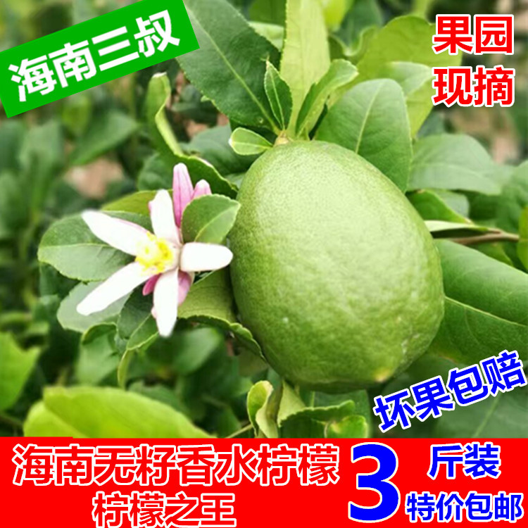 海南香水柠檬青柠一级果新鲜台湾无籽柠檬 现摘现发3斤装包邮