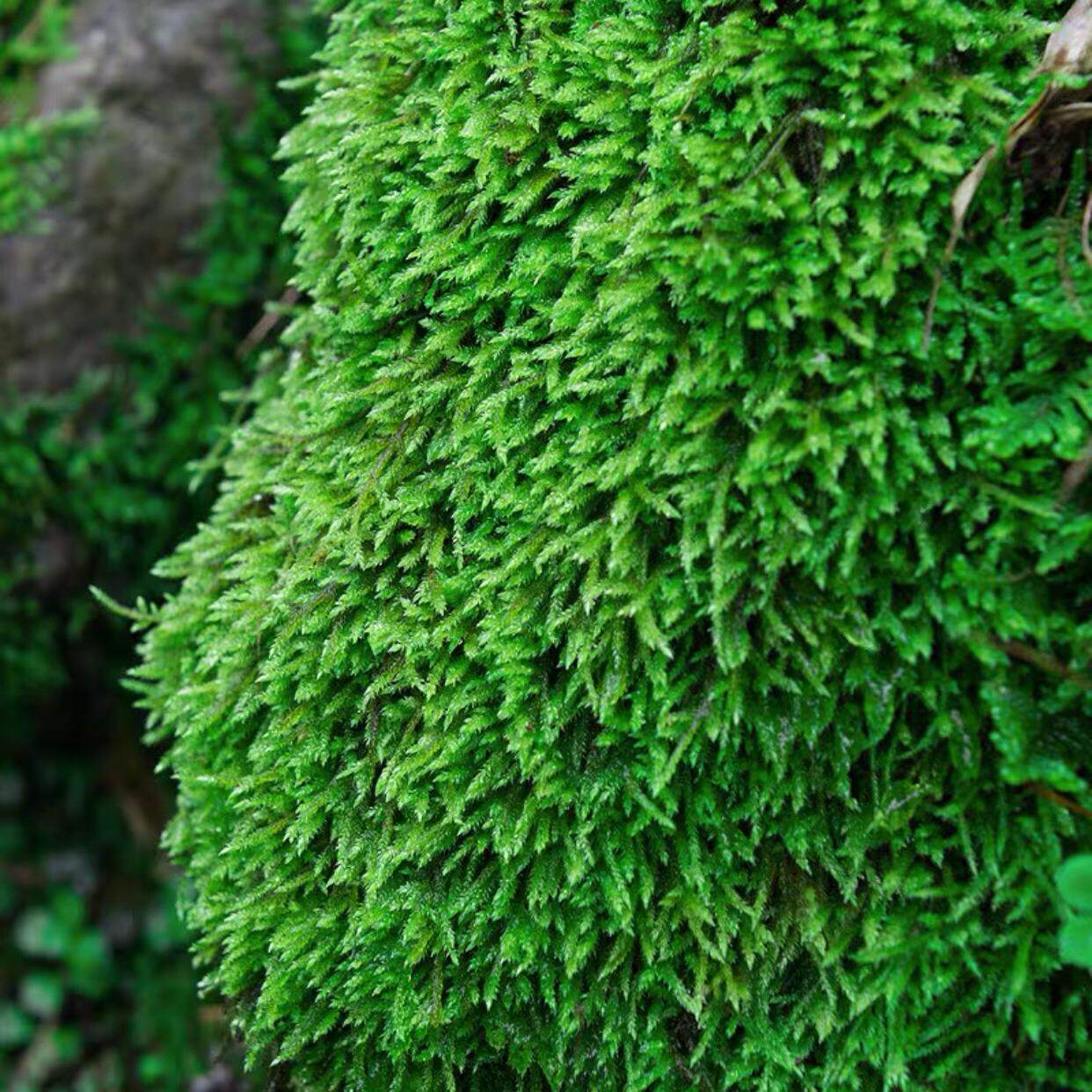 新鲜苔藓微景观植物盆景盆栽水陆缸假山草造景苔藓短绒青苔藓景观
