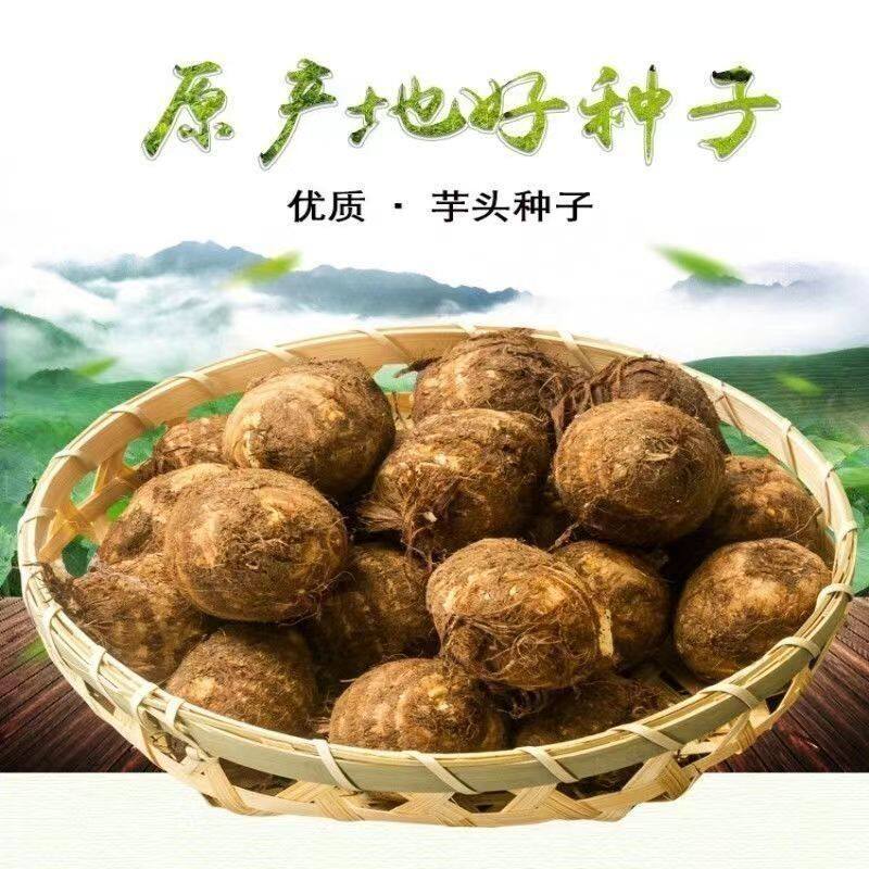 芋头种子正宗山东小牛奶种芋子种芋头