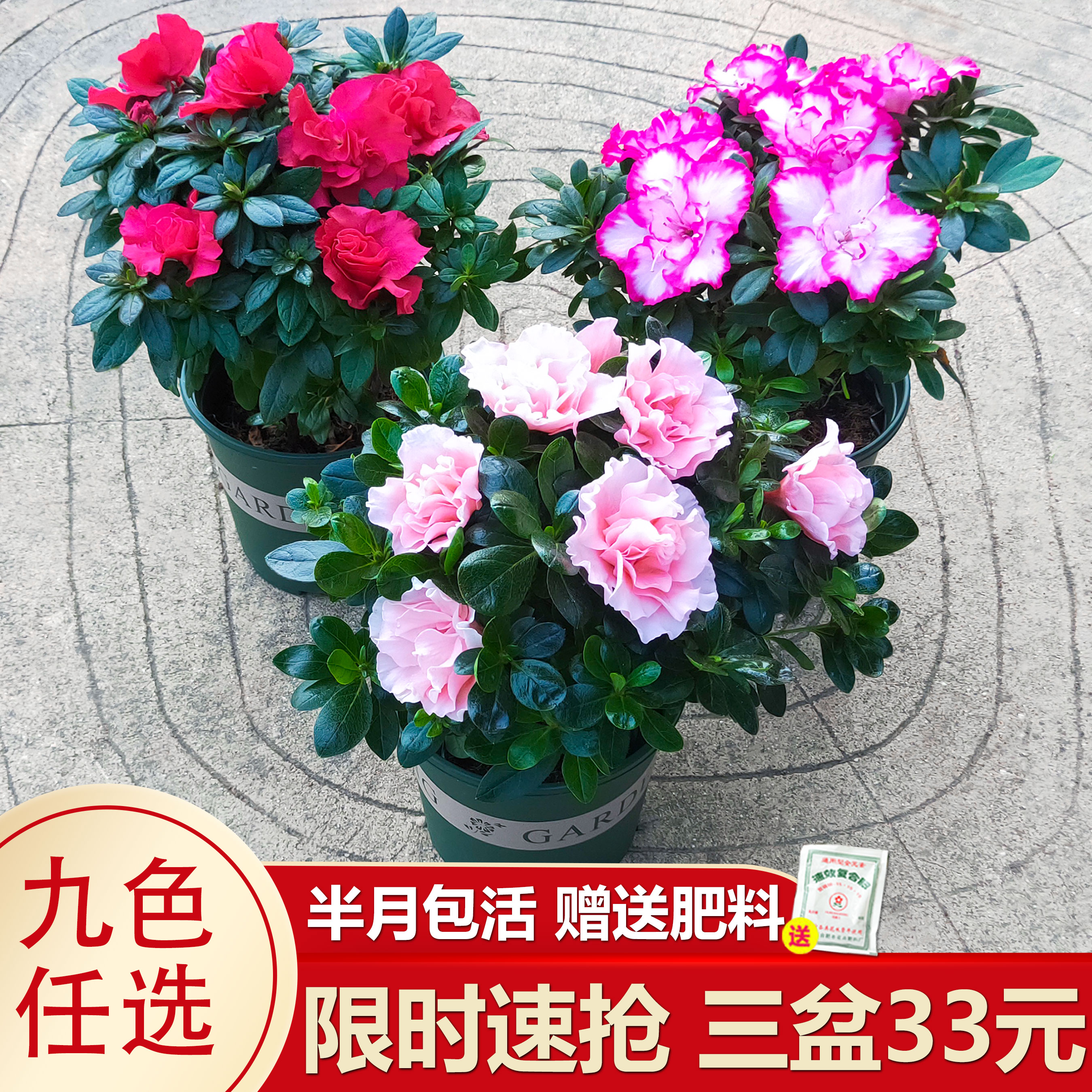 杜鹃花开花不断四季花卉植物