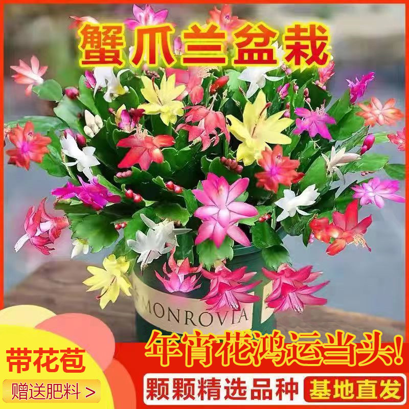 【超大盆彩虹蟹】年宵花蟹爪兰盆栽带花苞多色花卉室内阳台多肉植