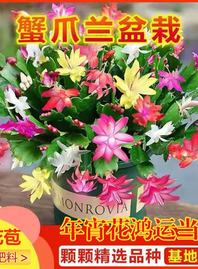 蟹爪兰多肉植物室内客厅四季开花