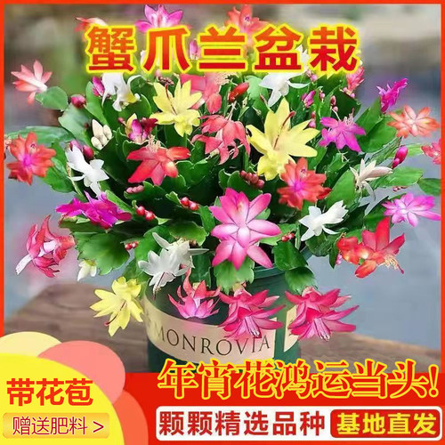 蟹爪兰多肉植物室内客厅四季开花