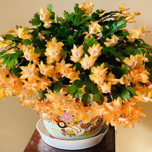 【黄金索菲亚】进口蟹爪兰阳台四季多肉绿植开花花卉盆栽室内嫁接