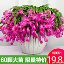 新品 多肉绿植盆栽蟹爪莲室内花卉嫁接 蟹爪兰花苗盆栽带花苞四季
