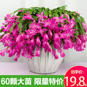 新品 蟹爪兰花苗盆栽带花苞四季 多肉绿植盆栽蟹爪莲室内花卉嫁接