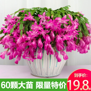 新品 多肉绿植盆栽蟹爪莲室内花卉嫁接 蟹爪兰花苗盆栽带花苞四季
