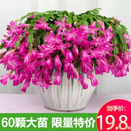新品蟹爪兰花苗盆栽带花苞四季多肉绿植盆栽蟹爪莲室内花卉嫁接