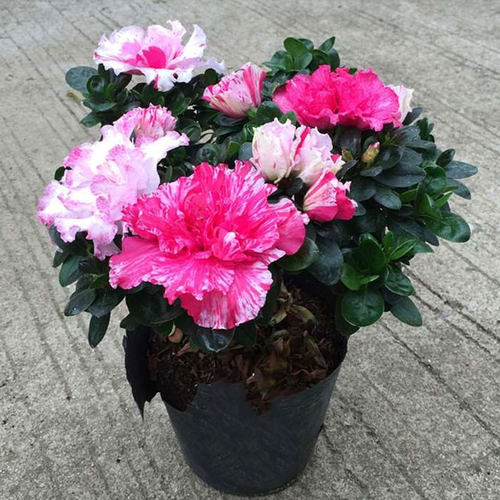 五彩喷砂杜鹃花世纪曙光好养植物