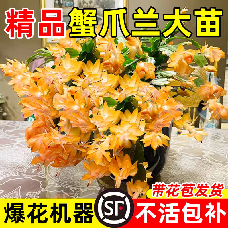 【新春赏花】蟹爪兰多色盆栽四季带花苞花卉办公桌面阳台多肉绿植