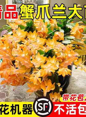 【新春赏花】蟹爪兰多色盆栽四季带花苞花卉办公桌面阳台多肉绿植