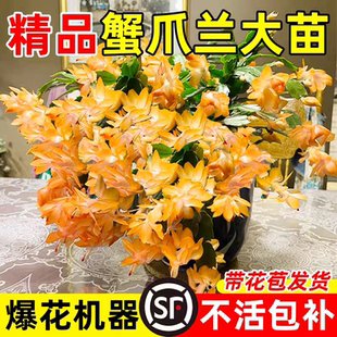 【带花苞】蟹爪兰多色盆栽四季家养春节花卉办公桌面阳台多肉绿植