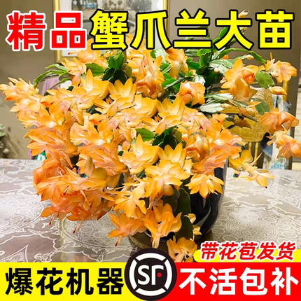 【新春赏花】蟹爪兰多色盆栽四季带花苞花卉办公桌面阳台多肉绿植