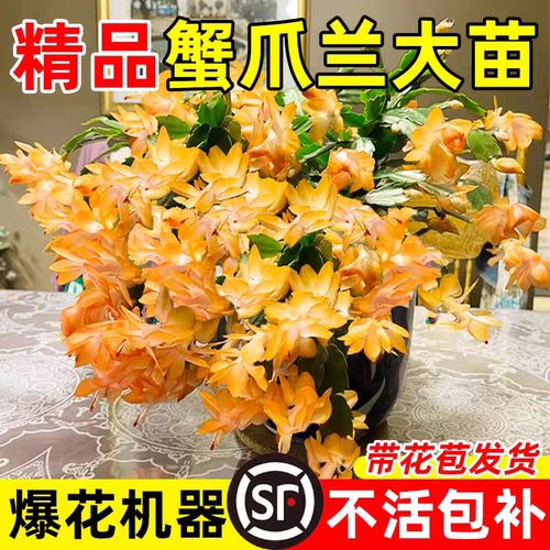 【新春赏花】蟹爪兰多色盆栽四季带花苞花卉办公桌面阳台多肉绿植