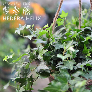 金边常春藤 吊兰植物 室内阳台水培垂吊长青藤蔓净化空气四季常青