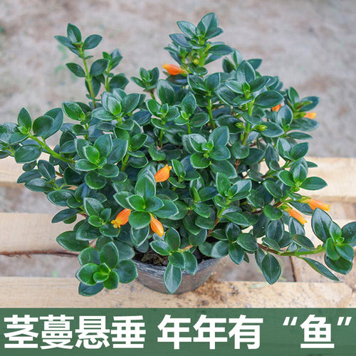 金鱼花盆栽室内客厅办公室桌面小盆景四季常青植物金鱼草吊兰花卉
