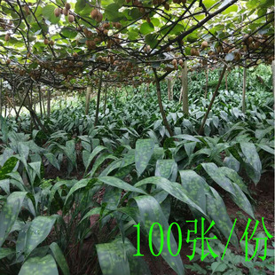 包邮现摘新鲜四川特大花斑粽子叶云南粽叶一叶兰非竹叶芦苇叶箬叶