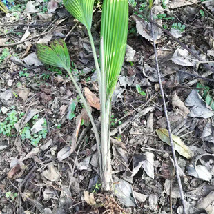 四川特产峨眉山新鲜粑叶苗子黄粑泡粑叶儿粑船叶苗子 5元/苗