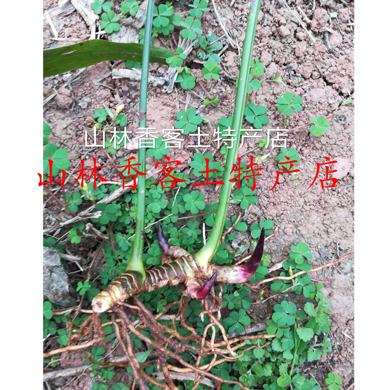 四川特产峨眉山花粽叶苗子四季长青观叶植物一叶兰10棵/份包邮图片