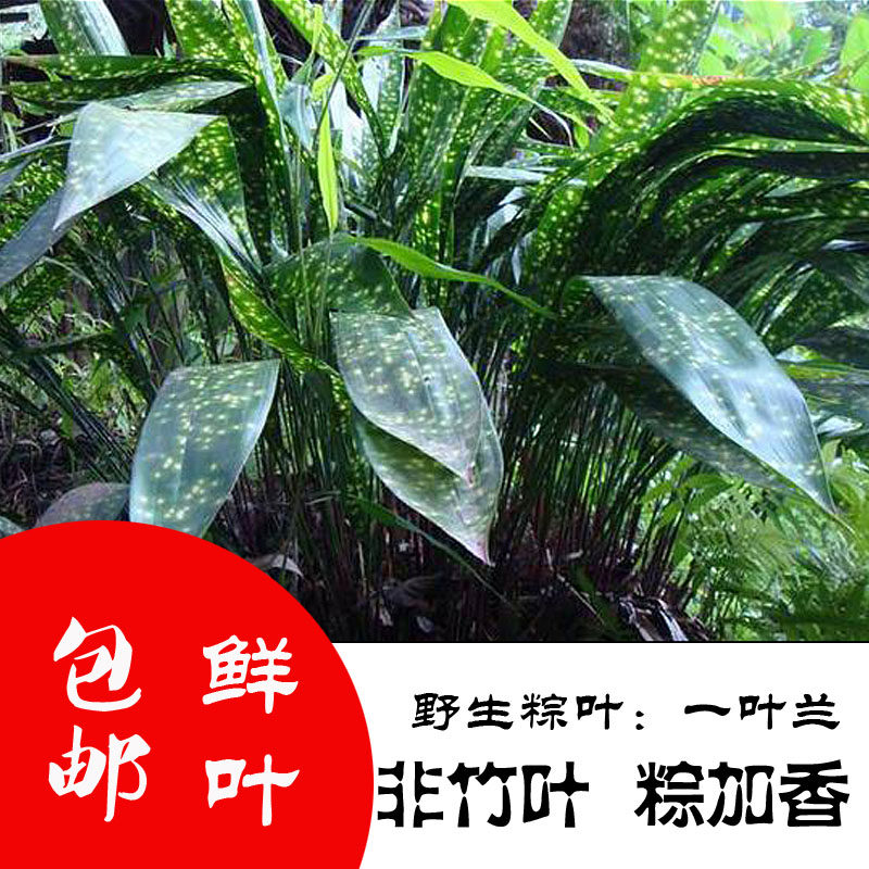 包邮热卖四川新鲜大粽叶大叶云南花粽子叶一叶兰非箬叶芦苇叶竹叶