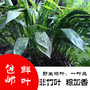 包邮热卖四川新鲜大粽叶大叶云南花粽子叶一叶兰非箬叶芦苇叶竹叶