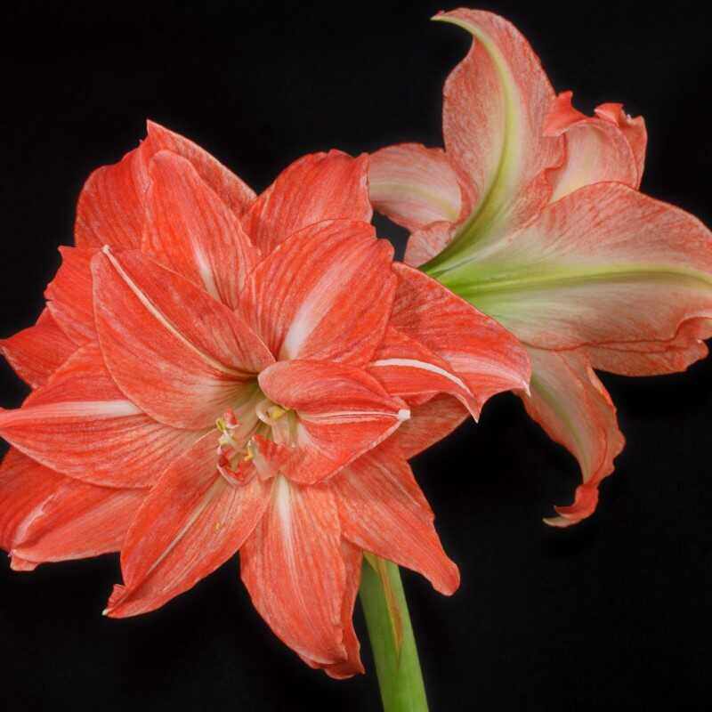 珍妮小姐朱顶红种球小苗切球苗盆栽地栽四季养殖球根花卉植物对版