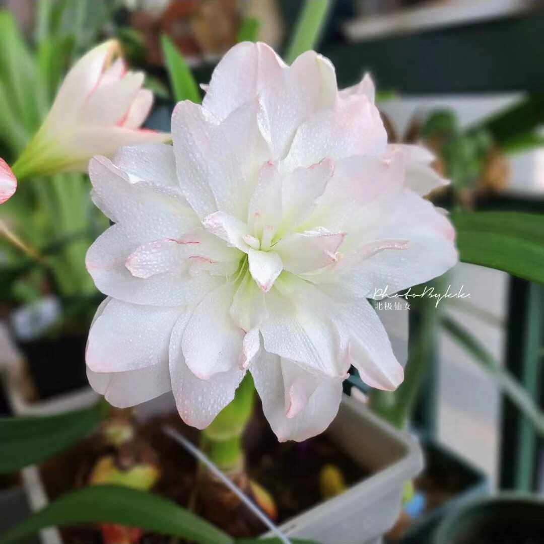 北极女神朱顶红种球切球苗重瓣大花型北极仙女球根花卉植物包对版